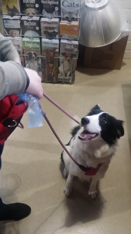 Bonnie the Border Collie smiling at the Pet and Country pet shop and dog friendly café in Ballymoney