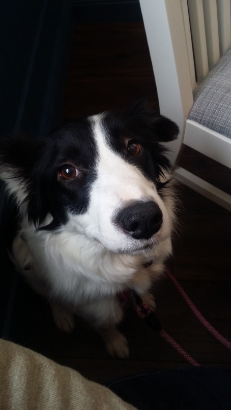 Bonnie the Border Collie posing for the camera at Pet and Country pet shop and dog friendly café in Ballymoney