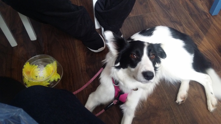 Bonnie the Border Collie settling beside her water bowl at Pet and Country pet shop and dog friendly café in Ballymoney