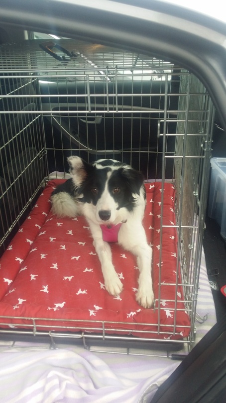 Bonnie the Border Collie relaxing in her Savic Crate in the car