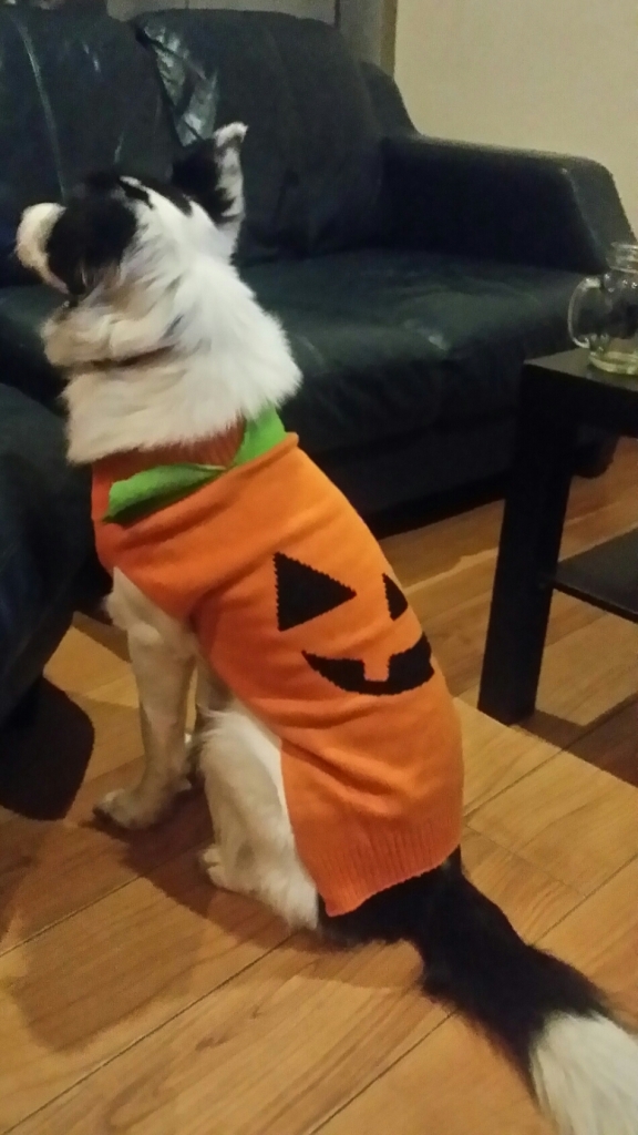 Bonnie the Border Collie wearing a Halloween pumpkin costume from pets at home